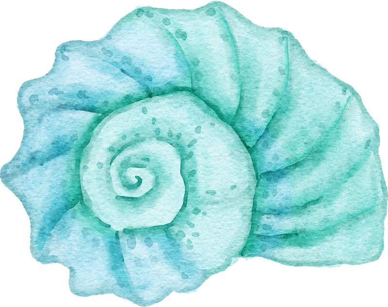 Fond coquillage